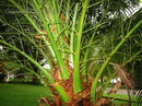 Phoenix roebelenii